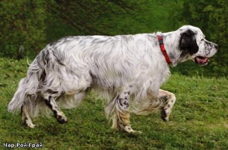 Bim, Cane Bianco Dallorecchio Nero 5.jpg