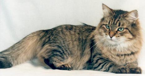 IL GATTO SIBERIANO 1.jpg