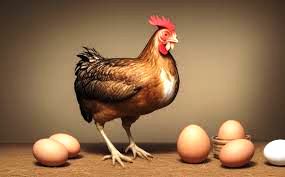 LE UOVA HANNO FATTO LE GALLINE ED ANCHE I GALLI.jpg