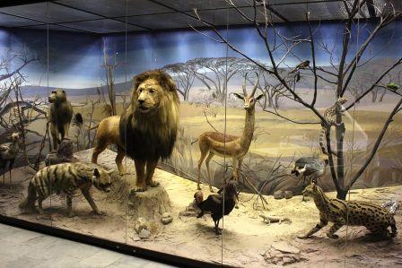 MUSEO DARWINIANO 4.jpg